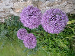 ALLIUM